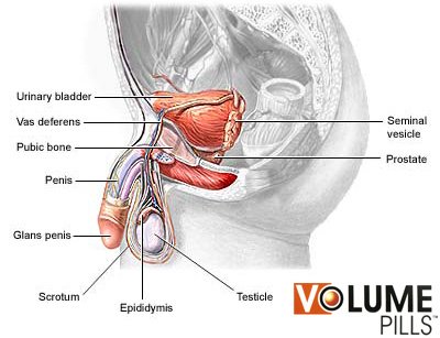 penis anatomy